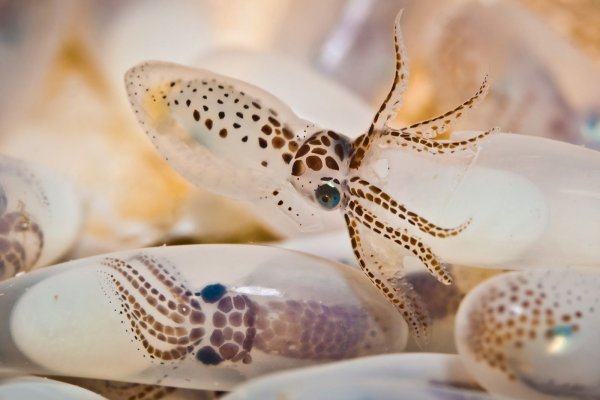 Kraken 25at